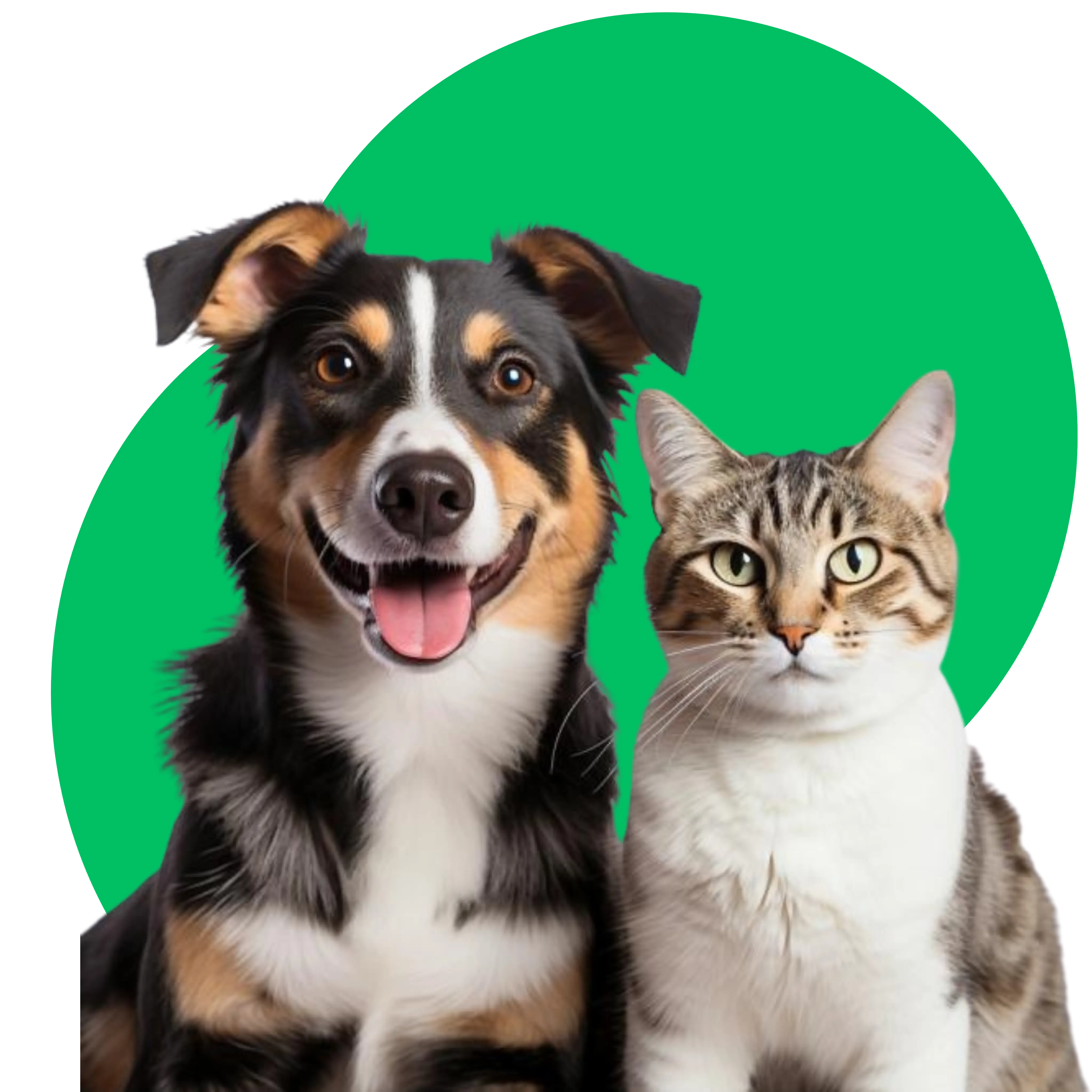 foto gato e cachorro